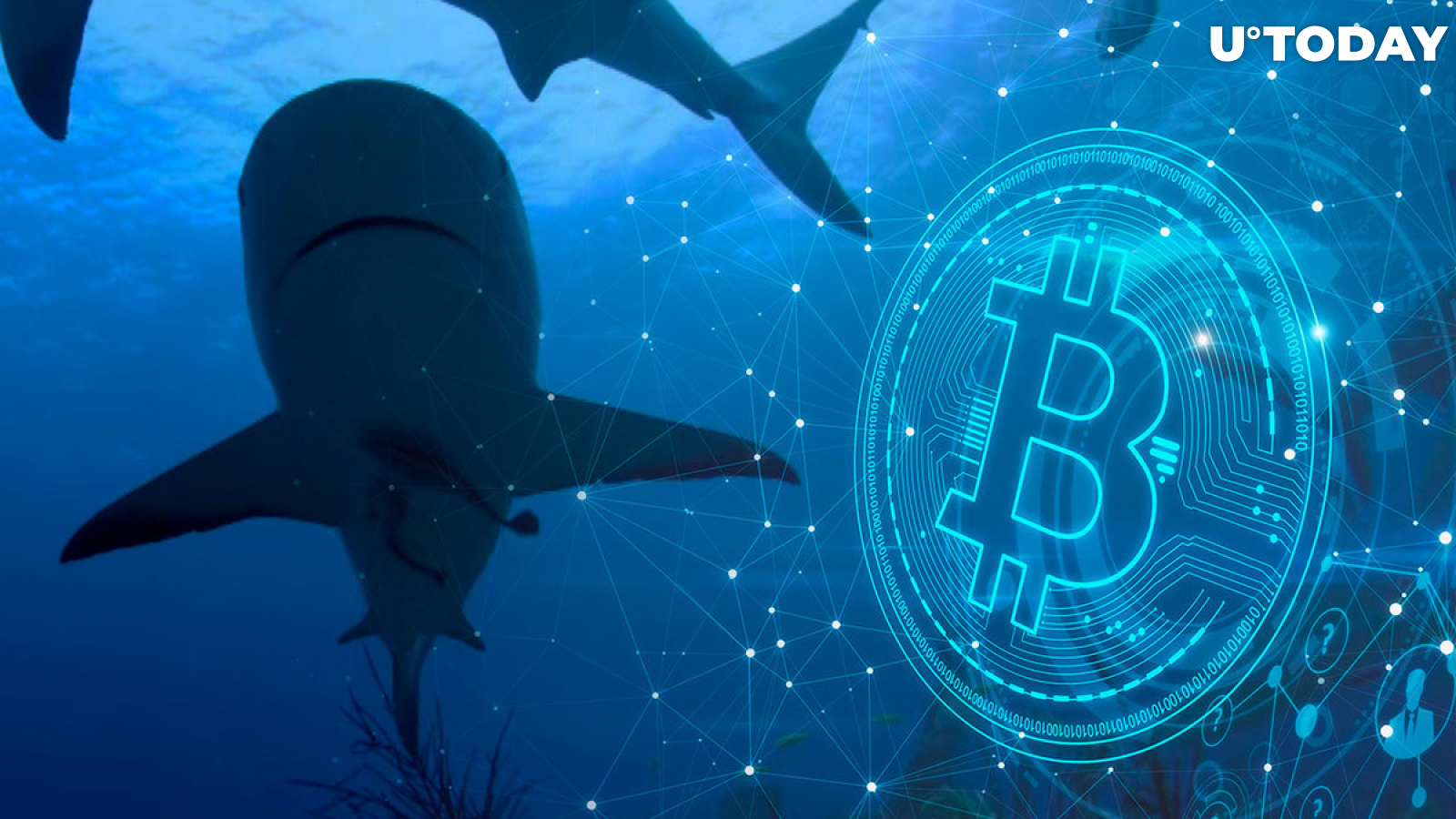 52,000 BTC Bought by Bitcoin Sharks Over Past Month: Report