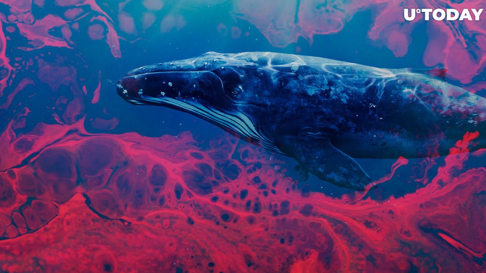 Institutional Whales Are Waiting to "Buy the Blood," Messari Report