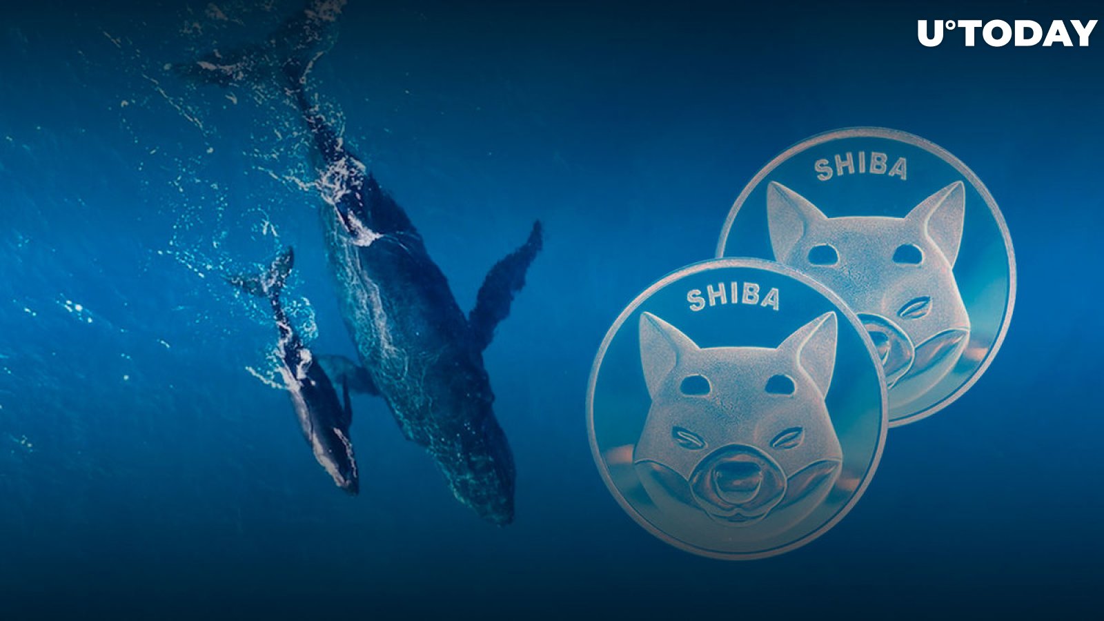 Shiba Inu Whales Timing SHIB Price "Moment" as Transactions Jump 275%