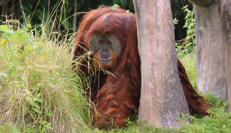 First Actual Primate to Sell NFTs This Week
