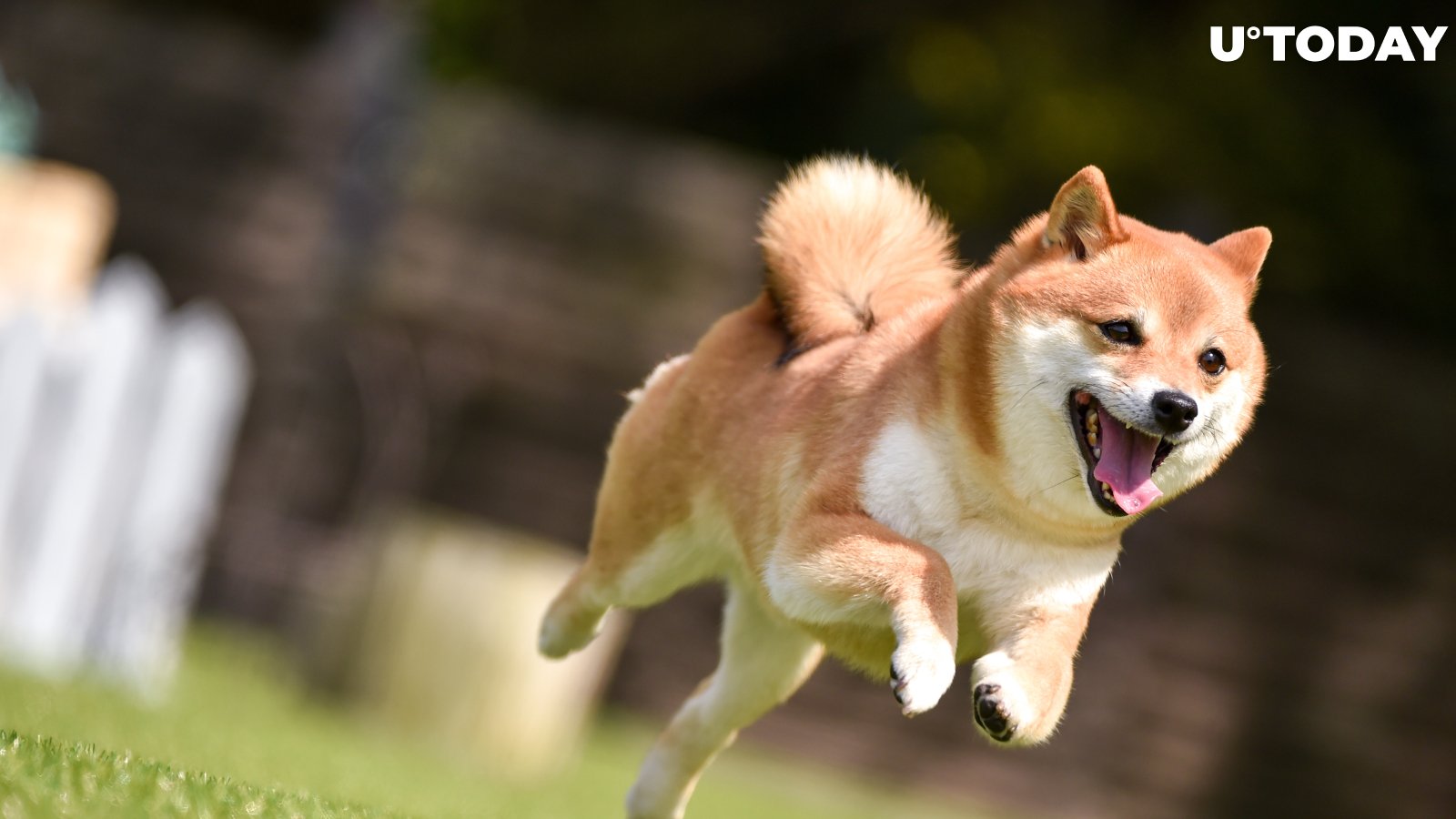 Shiba Inu (SHIB) Price Explodes, Dogecoin (DOGE) Storms Into Top 10