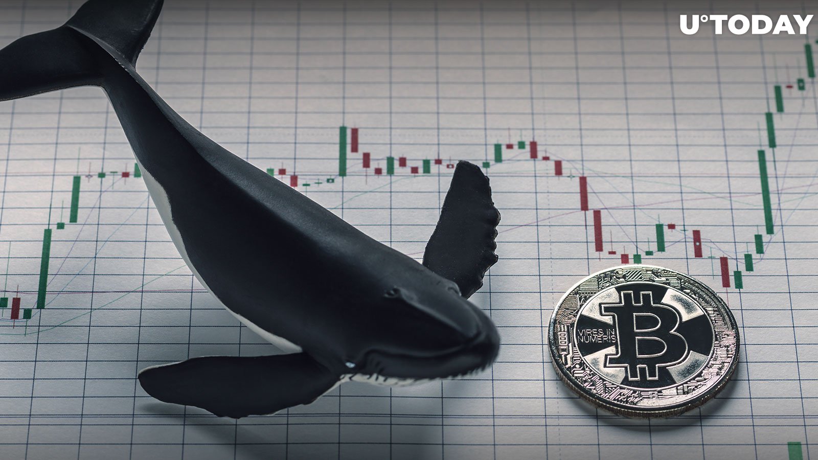Bitcoin Whales' Smart Tactics Revealed, Here's How They Act Right Now