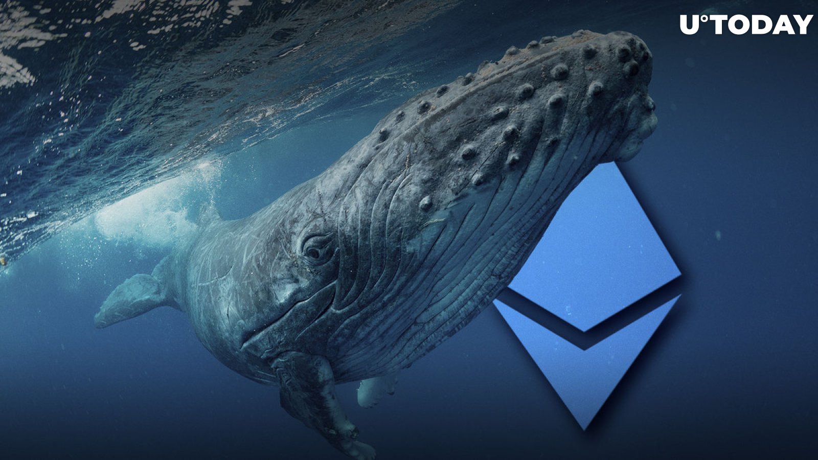 Large Ethereum Whales Add Whopping 3.5 Million ETH to Their Bags