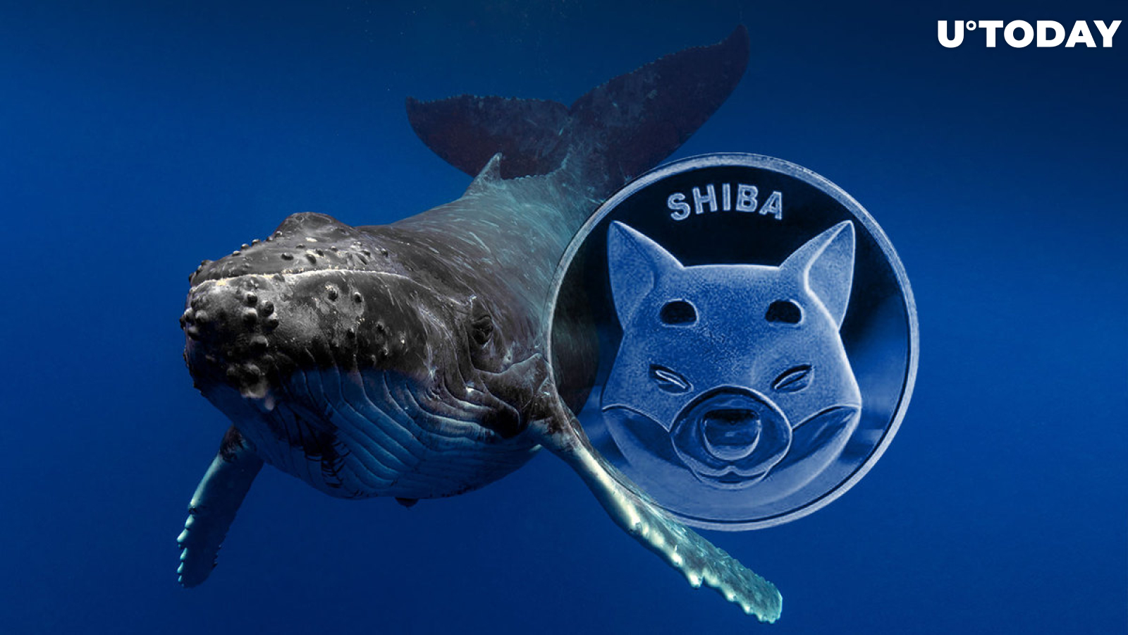 Shiba Inu: Mysterious Whales Move Trillions of SHIB as Transactions Jump 154%