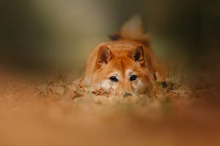 Shiba Eternity Game Is Now Live Worldwide on Android and iOS