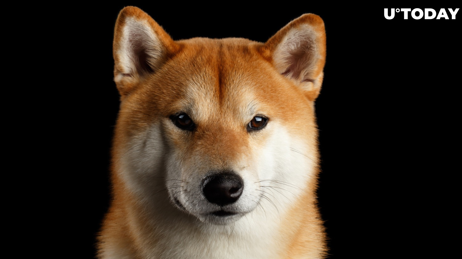 Shiba Inu’s Market Cap Slips Below $6 Billion Amid Market Bloodbath