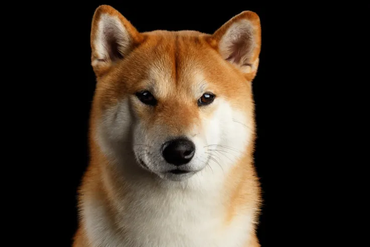 Shiba Inu’s Market Cap Slips Below $6 Billion Amid Market Bloodbath