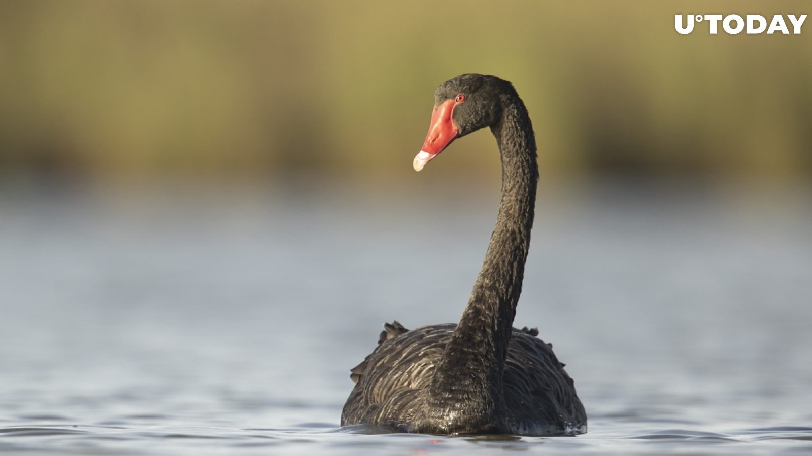 Crypto CEO Predicts More Black Swan-Type Events 