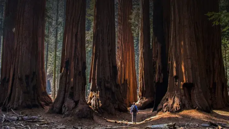 VC Giant Sequoia Remains Optimistic About Crypto