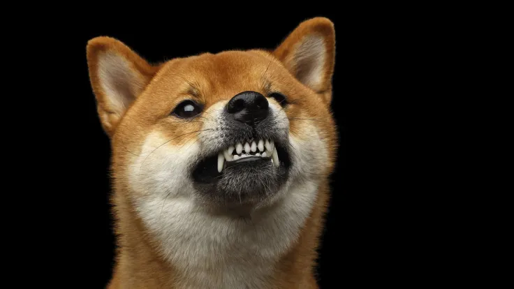 SHIB Army Strikes Back at Former Big SHIB Burner Who Slammed Shiba Inu as Pyramid Scheme