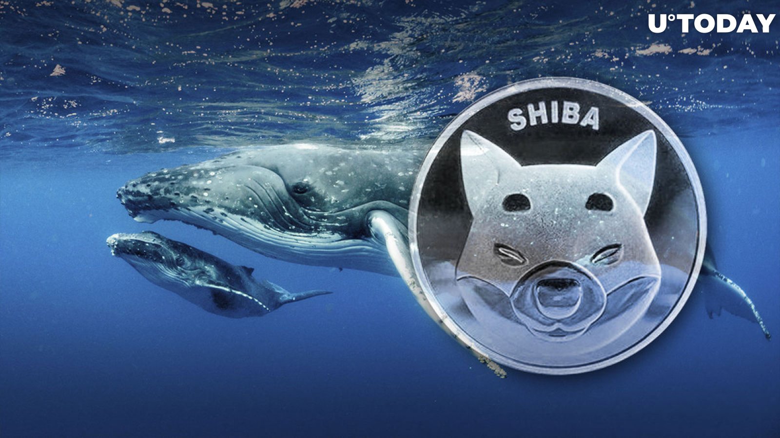 Whopping 3.96 Trillion Shiba Inu (SHIB) Added by Whales in Just One Week