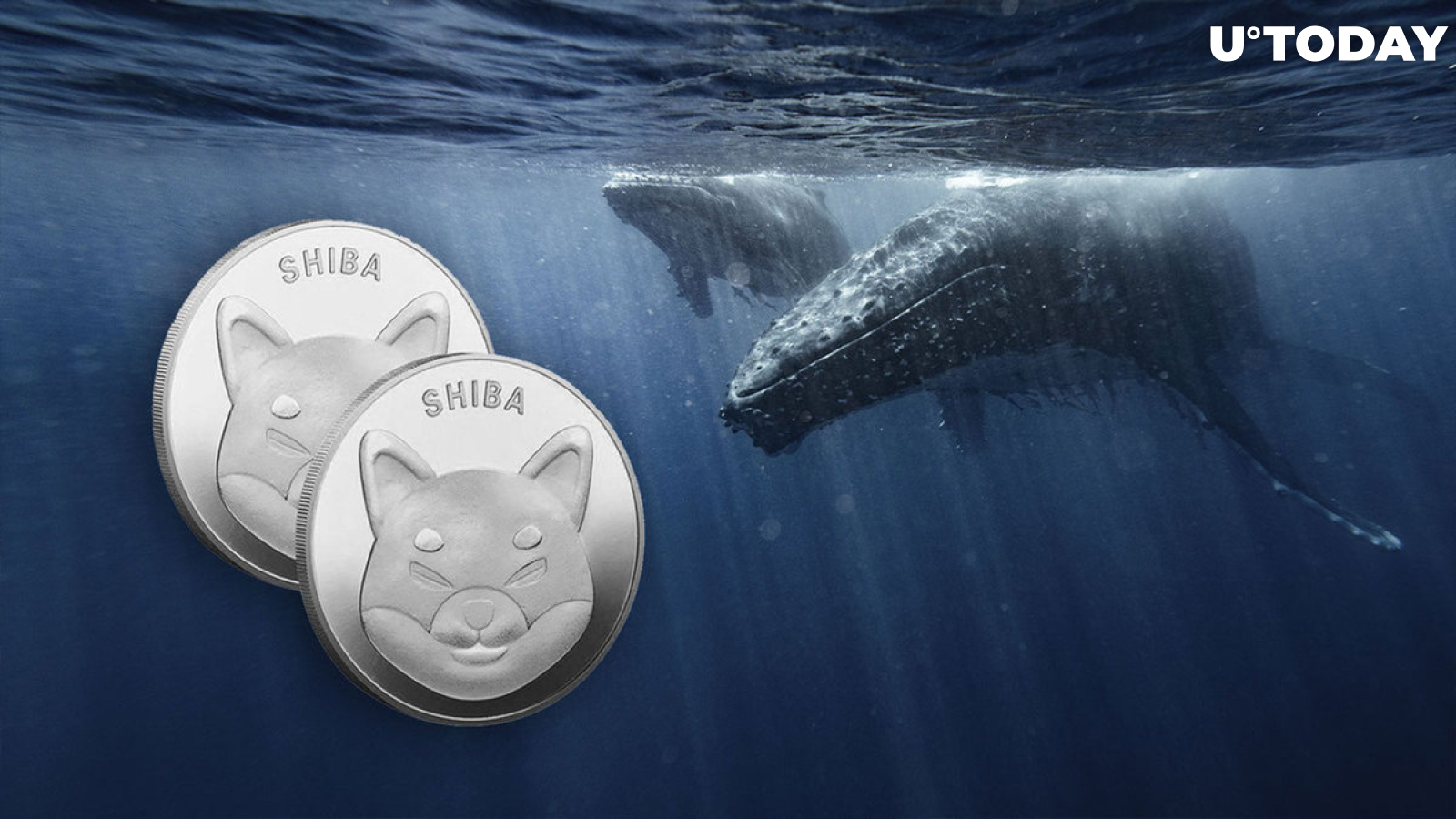 Whales Grab 8.7 Trillion Shiba Inu in Past Week, SHIB Now Their Biggest Holding