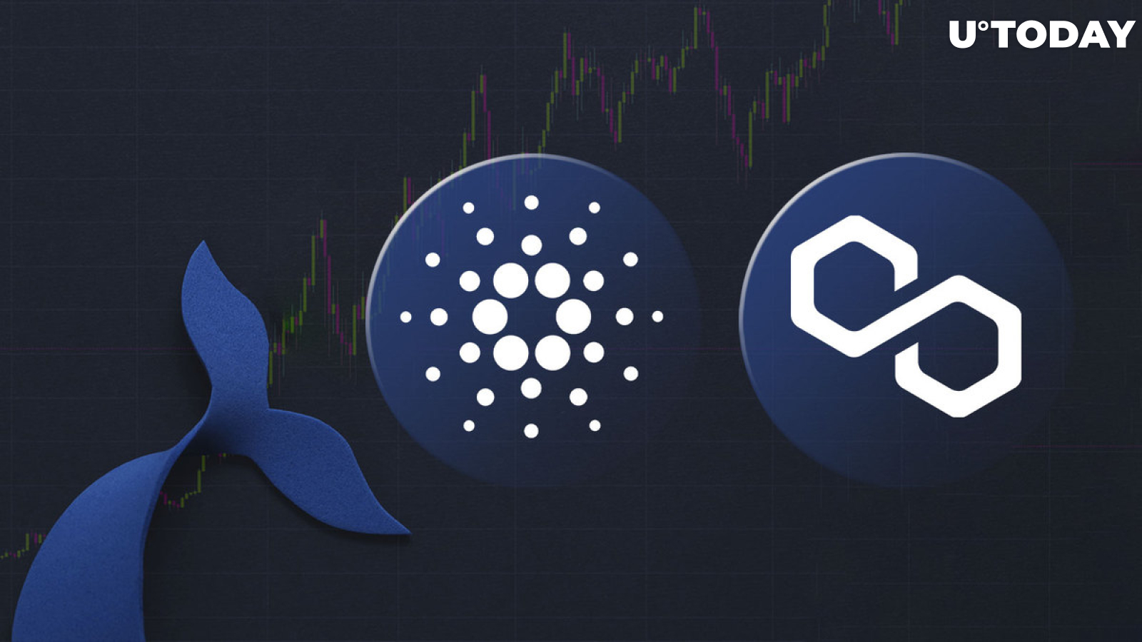 Cardano (ADA) and Polygon (MATIC): Why Are Whales So Interested in These Cryptocurrencies?