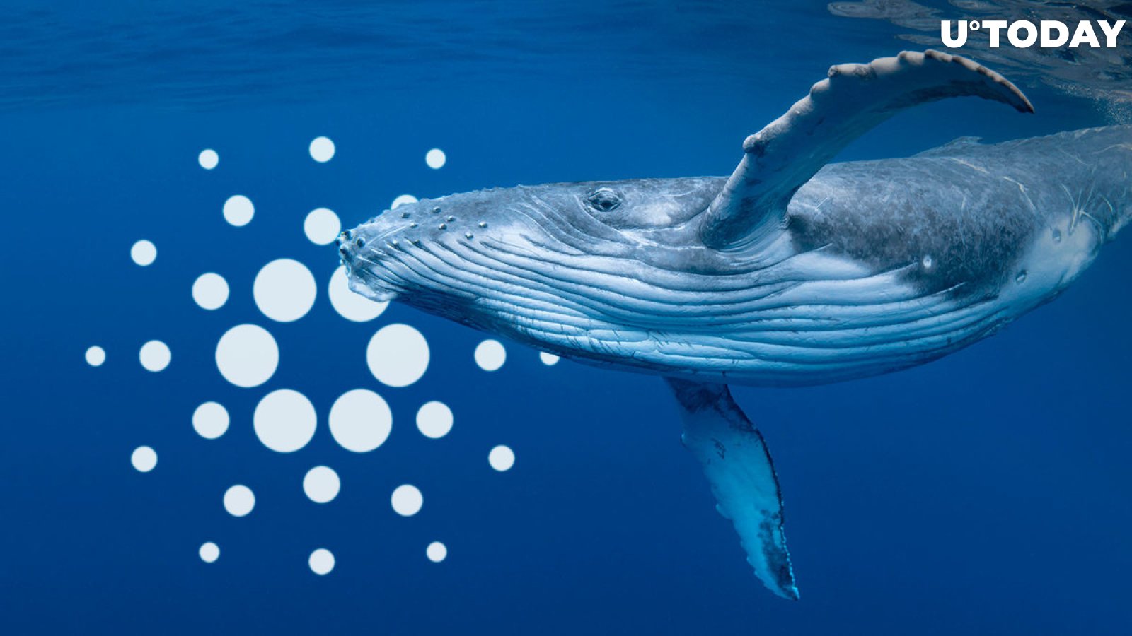 Cardano Saw 100 Billion ADA Spike of Whale Transactions: Reasons