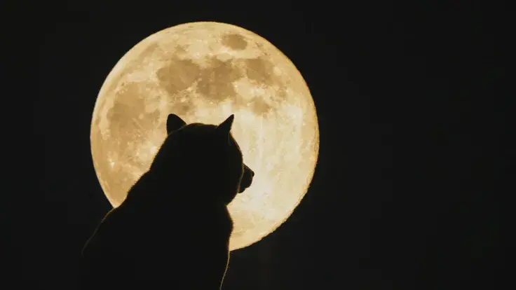 Whopping 1.362 Trillion Shiba Inu (SHIB) Whisked Away to Unknown Address