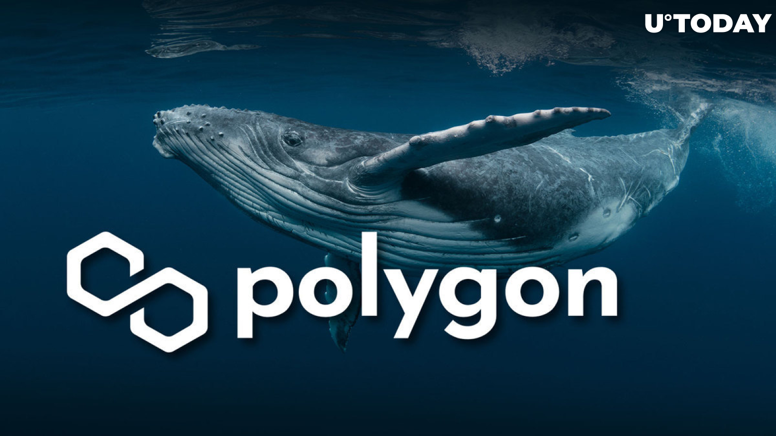 Polygon (MATIC) Whale Transactions up 49% as Recovery Is Underway