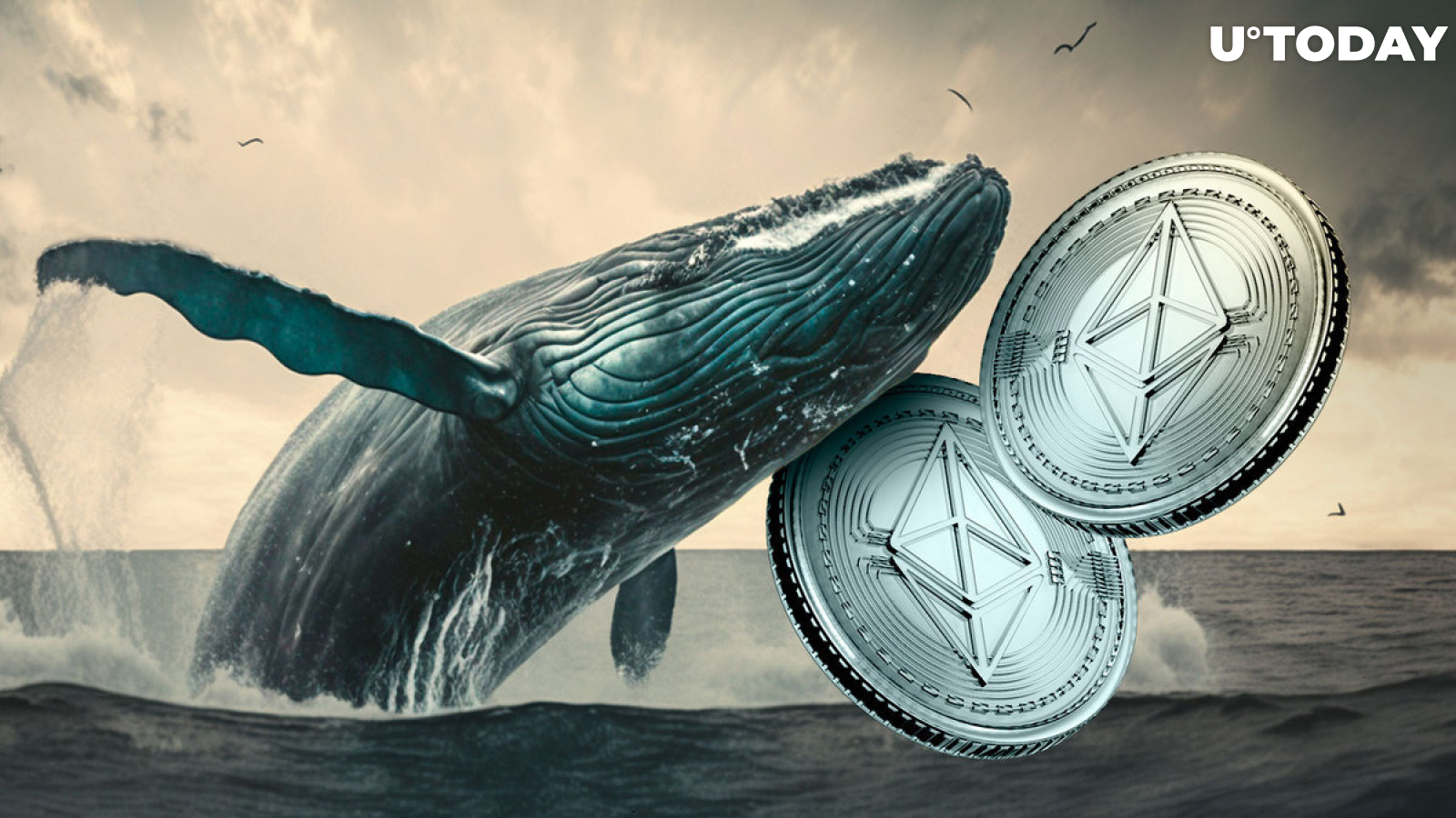 New ETH Whales Grabbing Astonishing Number of Ethereum As Price Soars