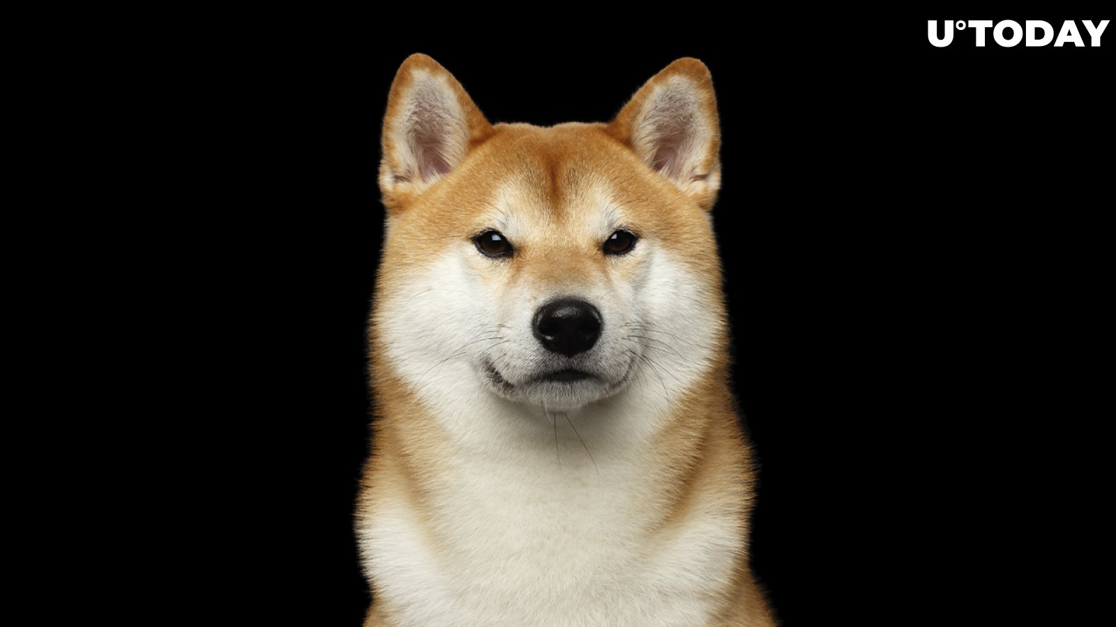 New Shiba Inu (SHIB) Rival Exploding in Popularity. Here's What Makes It Special