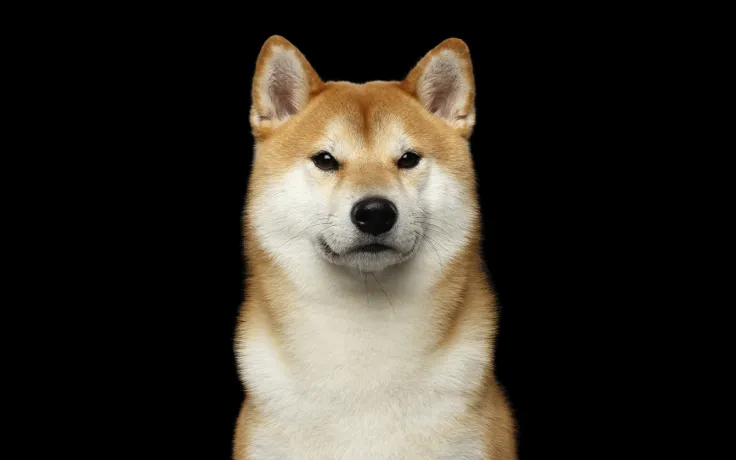 New Shiba Inu (SHIB) Rival Exploding in Popularity. Here's What Makes It Special