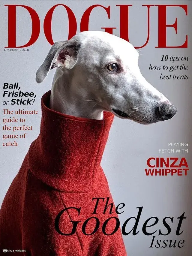 Dogue