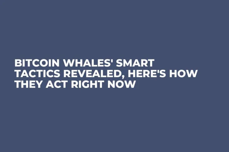 Bitcoin Whales' Smart Tactics Revealed, Here's How They Act Right Now