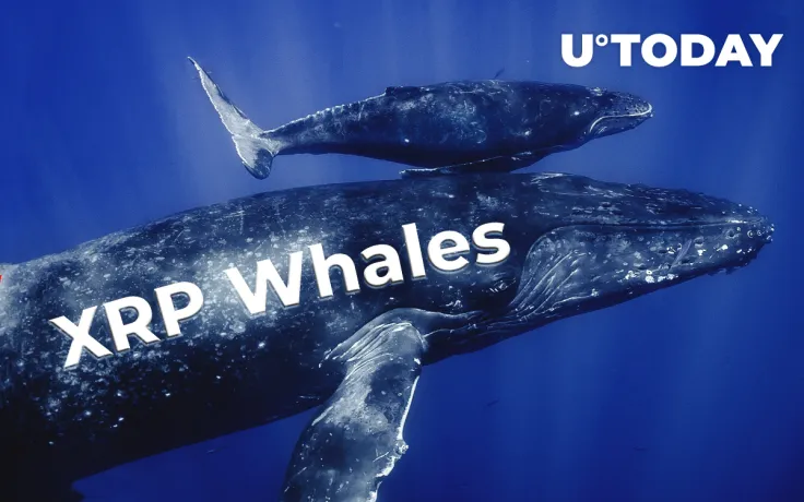 Number of XRP Whales Continues to Grow: Data