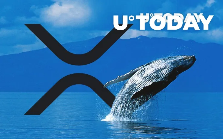 Number of XRP Whales Plunges While Active Bitcoin Addresses Come Close to Record Highs