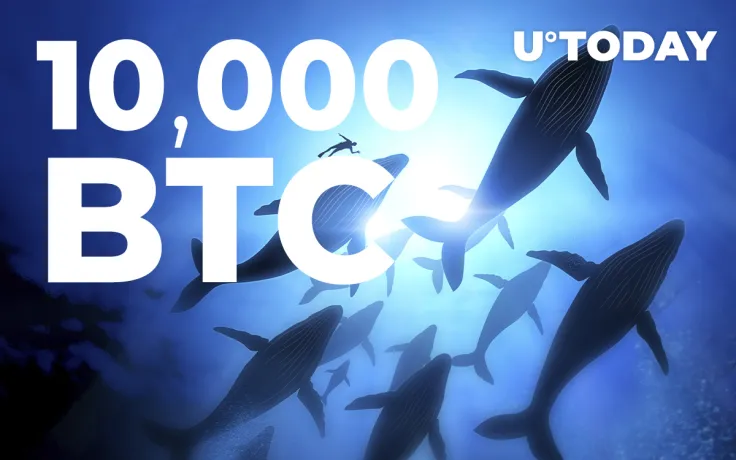 Number of Whales with Over 10,000 BTC Surpasses 100: Report