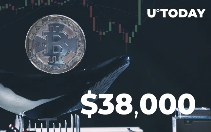 Number of Mid-Sized Bitcoin Whales Hit New All-Time High as BTC Surged Above $38,000