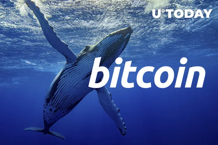 Whales Grabbing Bitcoin as 1k – 10k Wallet Supply Sees Sharp Rise: Glassnode
