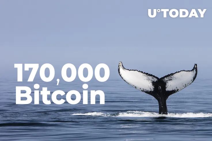 Whales Acquire 170,000 Bitcoin in Past 6 Weeks: Santiment Data