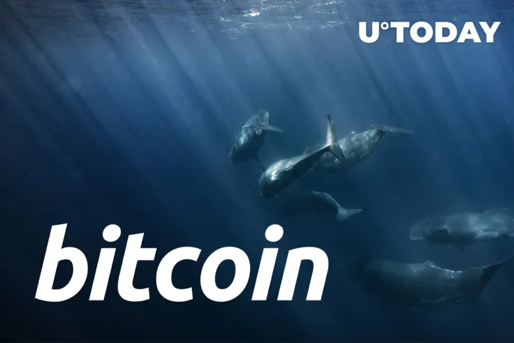 Number of Large Daily Bitcoin Transfers Soars as Whales Keep Buying the Dip