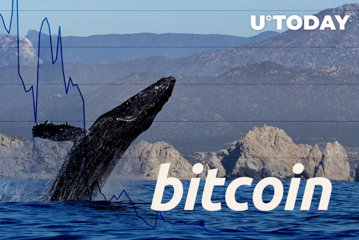 Over 1.3 Million Bitcoins Transferred by Anonymous Whales in Large Lumps