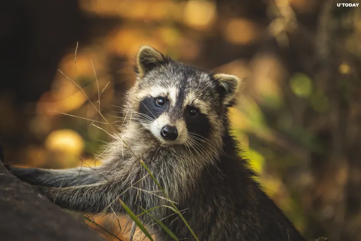 "Raccoon Stealer" Malware Is Capable of Pilfering Your Cryptocurrency Wallets