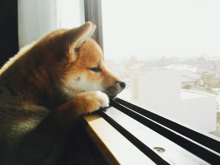 Shiba Inu Plunges Almost 40 Percent in Hours 