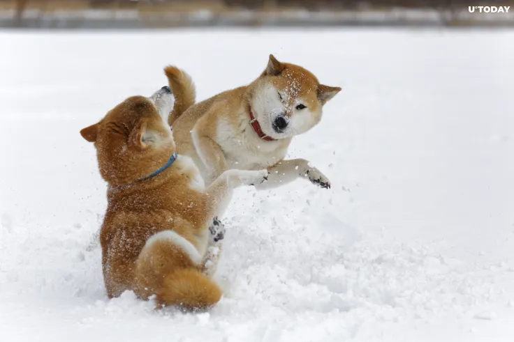 Shiba Inu Remains Below Dogecoin as Rally Falters 