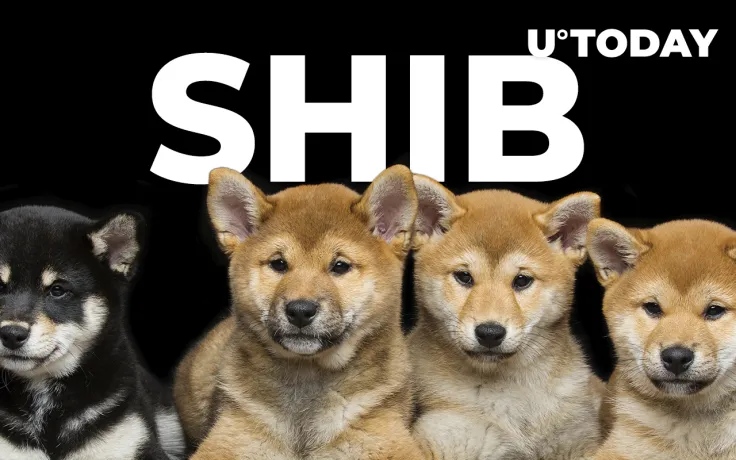 SHIB 800% Rally Reflected in Real Shiba Inu Puppy Sales