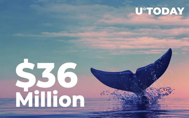 New SHIB Whale Buys Dip with $36 Million Entry