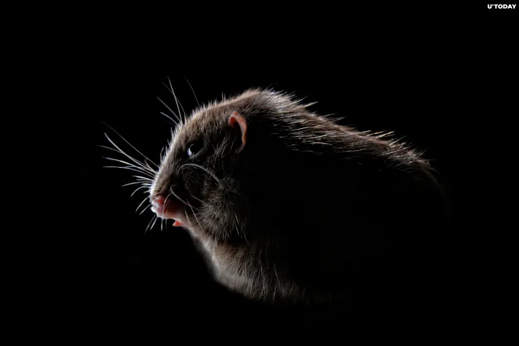 Elon Musk-Admired Crypto-Trading Hamster Is Dead