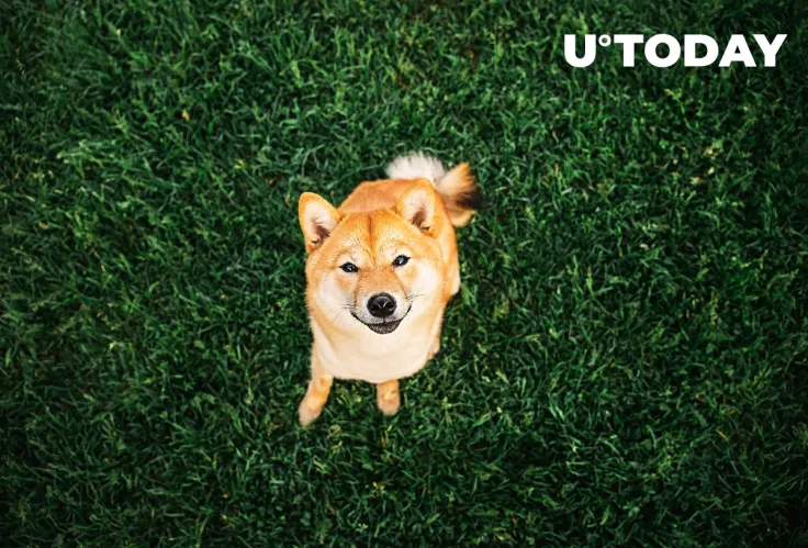 Shiba Inu (SHIB) Shines in Sea of Red