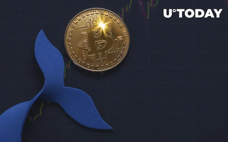 Bitcoin Whales Accumulated $3.3 Billion Worth of Coins During This Market Dip