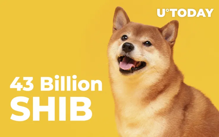 43 Billion SHIB Received by Whale in Past 2 Days But Only 2 Billion Left Now