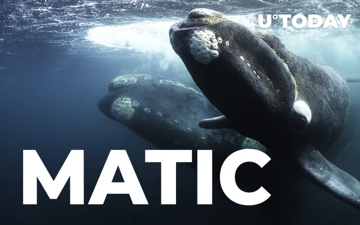 Whales Acquire Around $14 Million Worth of MATIC Tokens Since "Burn" Announcement
