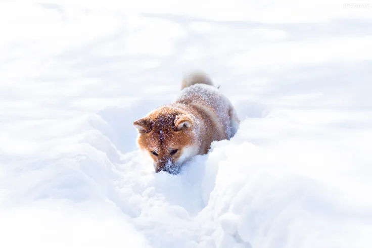 Shiba Inu Now Supported by Avalanche Bridge