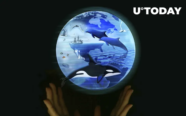 Here's Why Bitcoin and Ethereum Will No Longer Be Accepted by International Animal Rescue