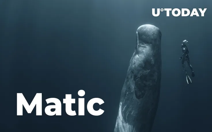 Whales Move Their Funds to MATIC as Token's Price Increases by 10%: WhaleStats