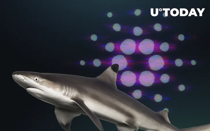 Cardano Shark Addresses Accumulate Nearly Half of Total Supply, Add 6% in Last 5 Weeks: Details