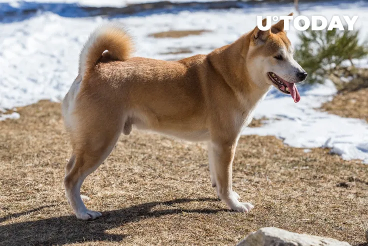 Shiba Inu Team Announces Decentraland Competitor