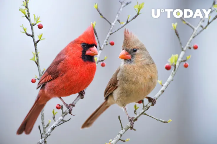 Songbird (SGB) Starts Trading on Kraken as Price Plunges 12%