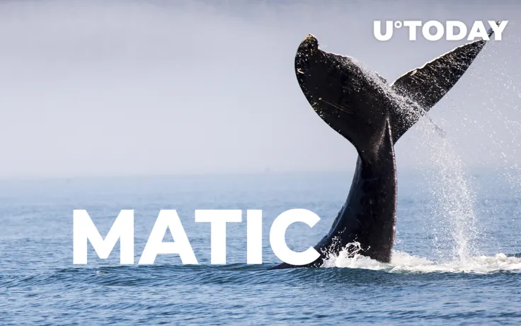 Following MATIC's 20% Price Increase, Whale Buys 659,765 Tokens